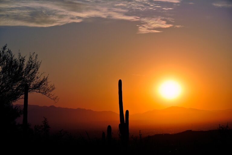 sunrise, arizona, cactus-72099.jpg